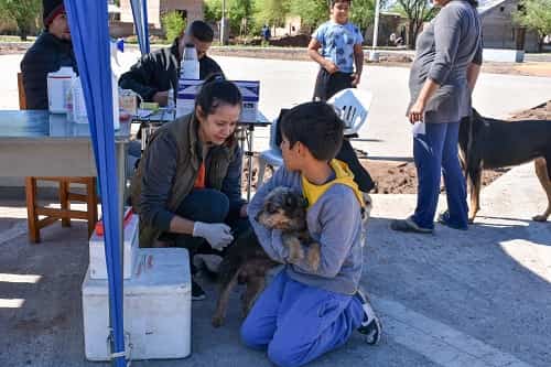 Jornada de vacunación y desparasitación de mascotas en el barrio San Cayetano